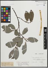 Foto von Salix appendiculata Vill.